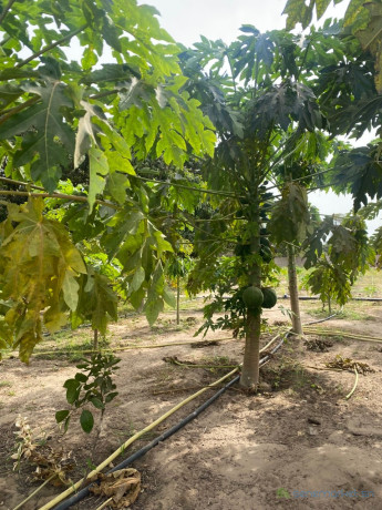 terrain-agricole-de-1-hectare-a-vendre-a-notto-sn-big-1