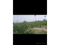 champ-de-4-hectares-a-vendre-a-ndofane-senegal-small-2