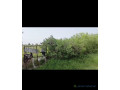 champ-de-4-hectares-a-vendre-a-ndofane-senegal-small-1