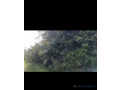 champ-de-4-hectares-a-vendre-a-ndofane-senegal-small-0
