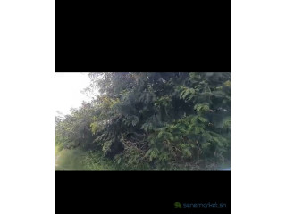 Champ de 4 hectares à vendre à Ndofane Sénégal