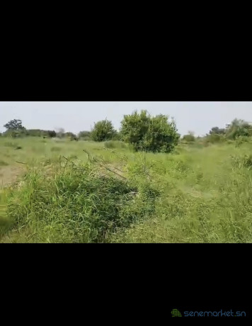 champ-de-4-hectares-a-vendre-a-ndofane-senegal-big-3