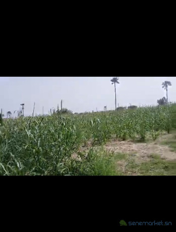 champ-de-4-hectares-a-vendre-a-ndofane-senegal-big-2