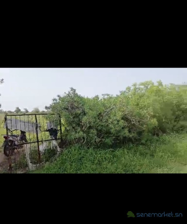 champ-de-4-hectares-a-vendre-a-ndofane-senegal-big-1