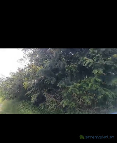 champ-de-4-hectares-a-vendre-a-ndofane-senegal-big-0