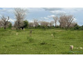 lot-de-225-metres-carres-a-vendre-a-tene-toubab-sn-small-1