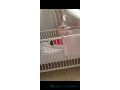 lit-berceau-rose-small-0