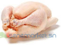 vente-de-poulet-de-chair-et-poulet-bleu-hollandais-small-0