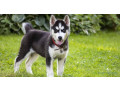 husky-small-0