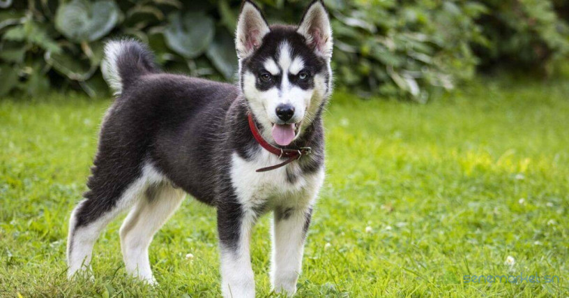 husky-big-0