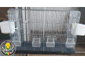 cage-oiseaux-small-1