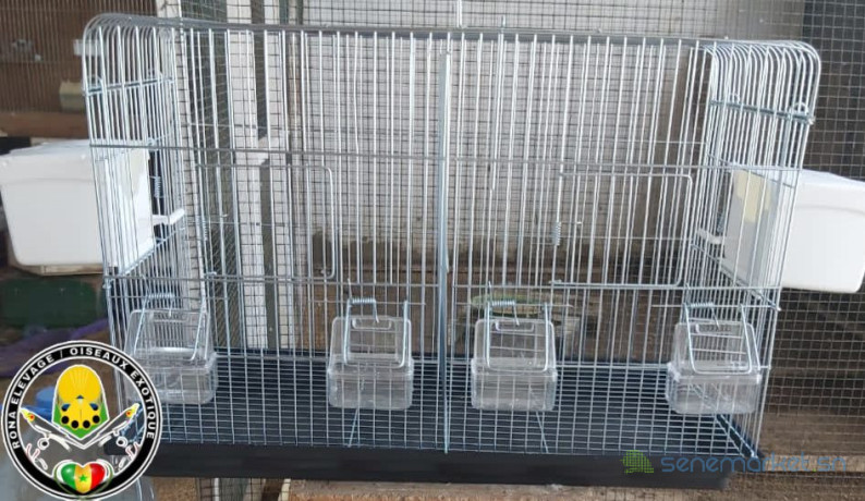 cage-oiseaux-big-1
