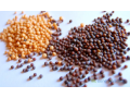 graines-de-moutarde-small-0