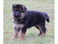 chiot-berger-allemand-small-0