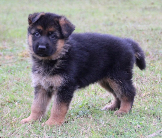 chiot-berger-allemand-big-0