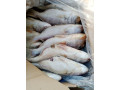 vente-de-poissons-small-0