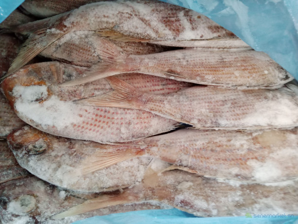 vente-de-poissons-big-2