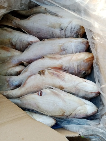 vente-de-poissons-big-0