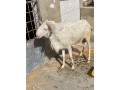 mouton-a-vendre-small-0