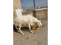 mouton-a-vendre-small-2