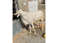 mouton-a-vendre-small-1