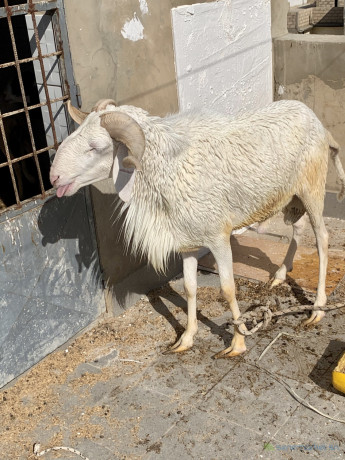 mouton-a-vendre-big-0