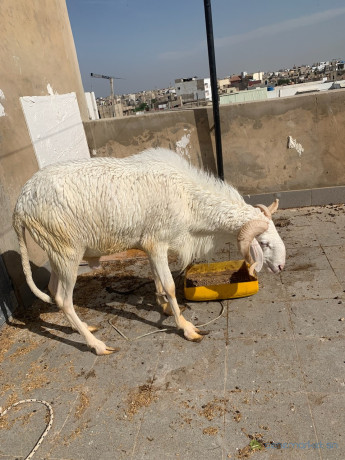 mouton-a-vendre-big-2