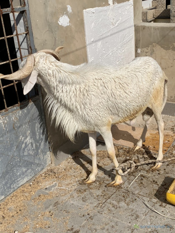 mouton-a-vendre-big-1