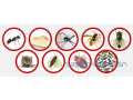 desinsectisation-deratisation-dereptilisation-desinfection-small-0