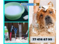 dogwash-toilettage-de-chiens-dakar-221774166795-small-0