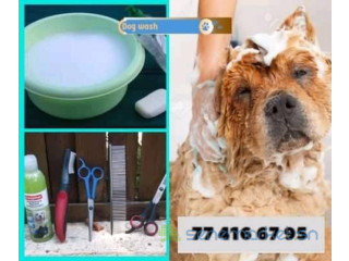 Dogwash - toilettage de chiens Dakar (+221774166795)