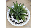 pot-de-fleur-small-0