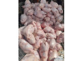 vente-de-poulets-de-chair-small-0