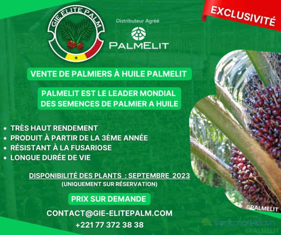 vente-de-palmier-a-huile-palmelit-big-0