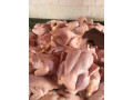 des-poulets-de-chairs-disponibles-small-0