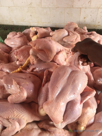 des-poulets-de-chairs-disponibles-big-0