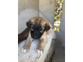 croise-de-berger-belge-small-1