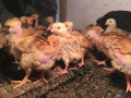 poussins-cou-nu-demarres-1-mois-small-1
