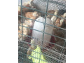 poussins-cou-nu-demarres-1-mois-small-0