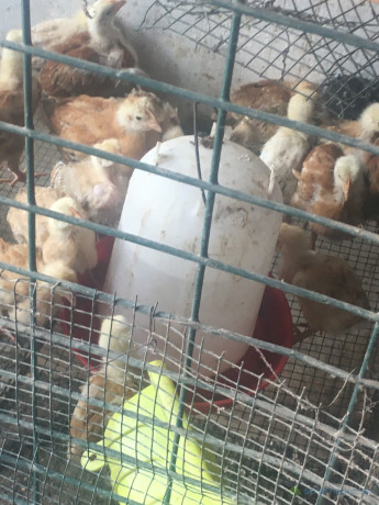 poussins-cou-nu-demarres-1-mois-big-0