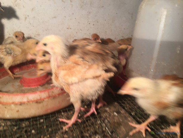 poussins-cou-nu-demarres-1-mois-big-2