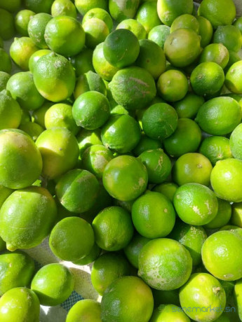 citron-vert-bio-disponible-big-0