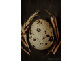 oeuf-de-caille-small-3