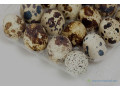 oeuf-de-caille-small-4