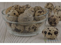 oeuf-de-caille-small-1