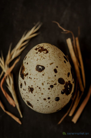 oeuf-de-caille-big-3