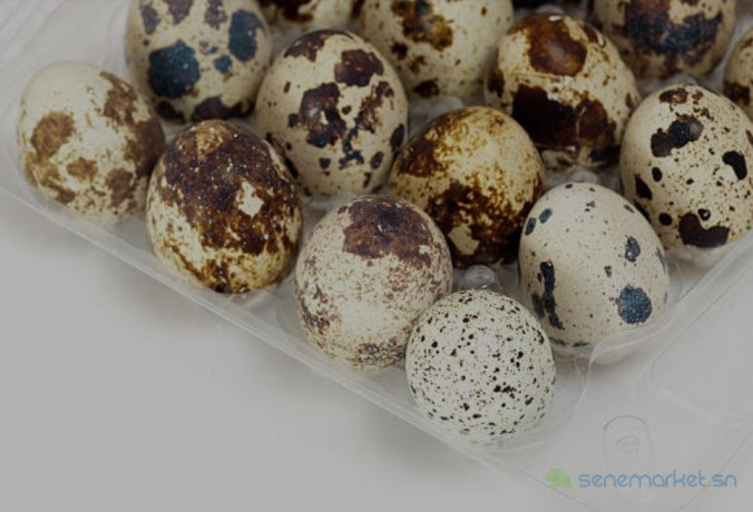 oeuf-de-caille-big-4
