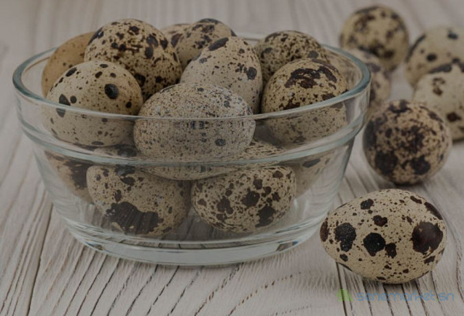 oeuf-de-caille-big-1