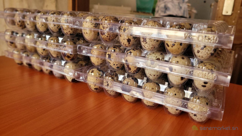 oeuf-de-caille-big-2