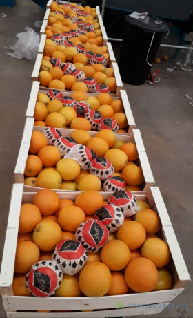 fruits-big-2